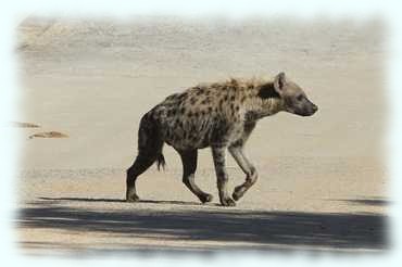 Ein Hyäne quert die Straße