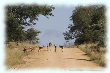 Eine Gruppe Impalas zieht die Straße entlang