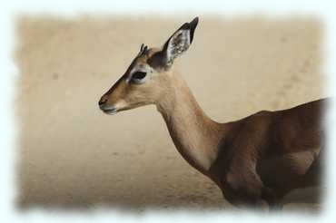 Portät einen jungen Impalamännchens mit kleinen Hörnern