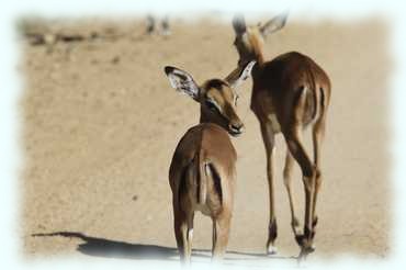 Ein junges Impalamännchen dreht seinen Kopf in unsere Richtung