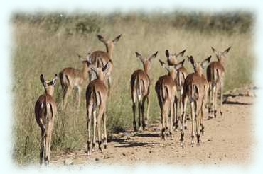 Eine Gruppe Impalas zieht die Straße entlang