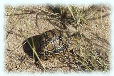 Eine kleine Landschildkröte neben der Straße