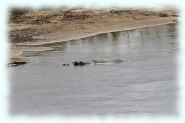 Ein Flußpferd im Sabie Fluß