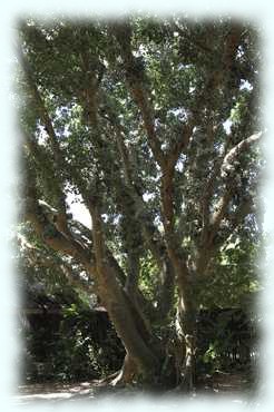 ein stattlicher Baum