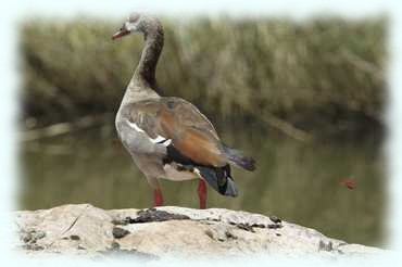 Nilgans