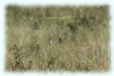 Spinnen warten in ihren Spinnennetzen auf Beute