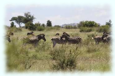 Zebraherde im Steppengras stehend