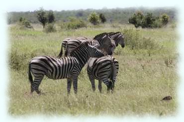 Eine Gruppe Zebras im Gras stehend