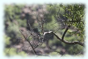 Ein Vogel auf einem dürren Ast