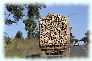 Ein Holztransporter auf der Straße zurück zur Seringa Lodge