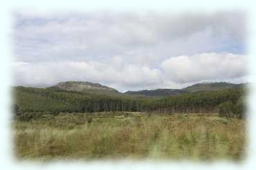 Landschaftsaufnahme mit Kieferwäldern