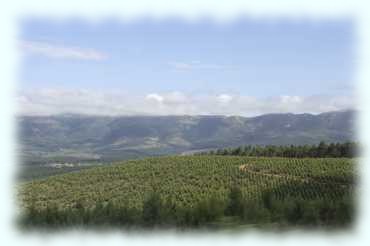 Blick über Hügelland mit frisch gepflanzten Bäuamen