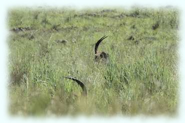 Die Hörner von Rappenantilopen (Sable Antilope, Hippotragus niger) im hohen Steppengras