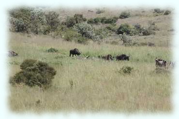 Streifengnus (Brindled gnu or Blue Wildebeest, Connochaetes taurinus) und Weißschwanzgnus (White tailed gnu or Black Wildbees, Connocahetes gnou) im Steppengras