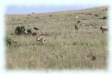 Blessböcke (Blesbok, Damaliscus pygargus phillipsi) im Steppengras