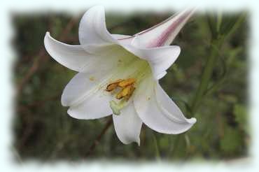 offene Blüte der St. Josephs Lilie