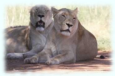 2 liegende Löwenweibchen (Lion, Panthera leo) im Schatten eines Baumes