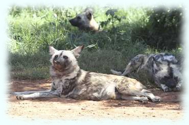 Wildhunde im Schatten eines niedriegen Baumes