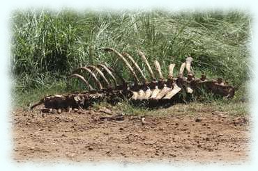 ein abgenagtes Skelett am Straßenand