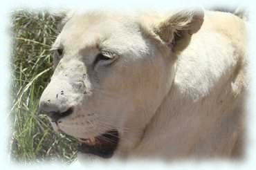 Kopf eines weißen Löwenweibchens