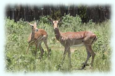 2 Impalas im Gras, die neugierig in unsere Richtung sehen