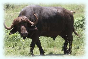 Afrikanischer Büffel (African or Cape Buffalo, Syncerus caffer)	