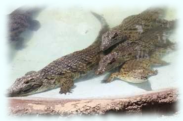 Mehrere Nilkrokodile (Nile Crocodile, Crocodylus niloticus) in einem Wasserbecken des Freigeheges