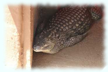 Nilkrokodil (Nile Crocodile, Crocodylus niloticus) im Schatten liegend