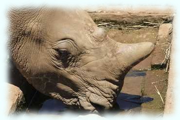 Ein Breitmaulnashorn (White Rhinoceros or Square-lipped rhinoceros, Ceratotherium simum) trinkt aus einer Tränke