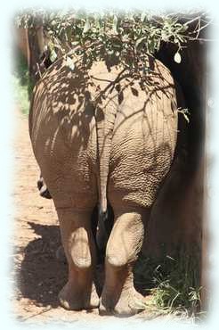 Das Hinterteil eines Ein Breitmaulnashorns (White Rhinoceros or Square-lipped rhinoceros, Ceratotherium simum)