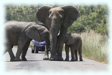 Elephantenkuh mit älterem und jüngerem Kind auf der Straße