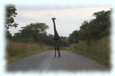 eine Giraffe steht im Gegenlicht auf der Straße