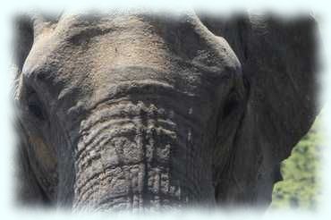 Großaufnahme des Kopfes der Elephantenkuh