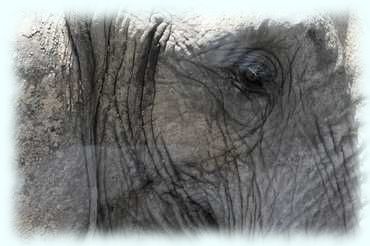 Großaufnahme des Auges der Elephantenkuh