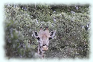 ein Giraffenkopf schaut neugierig zwischen Bäumen hervor