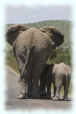 Die Elephantenfamilie von hinten wandert die Straße weiter