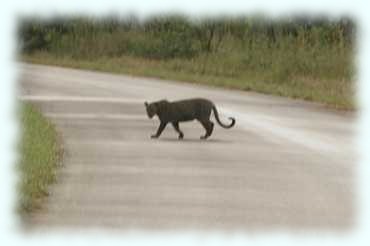 Ein Leopard quert die Straße