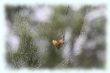 eine Spinne mit ihrer Beute im tropfenbehängtem Netz
