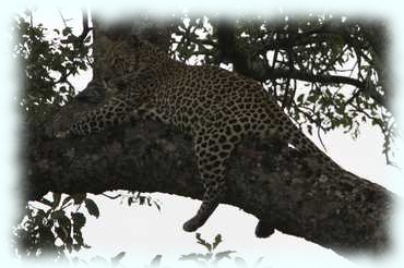 ein Leopard von hinten auf einem Baumast