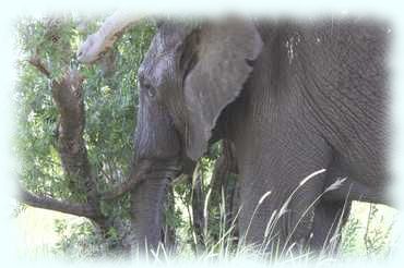 Elephantenbulle nach einer Schlammdusche unter einem Baum