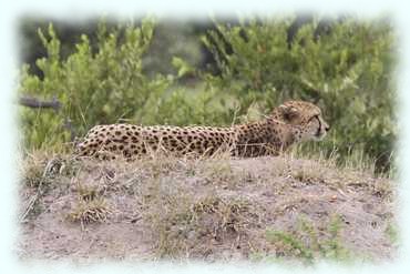 Gepard auf einm Termitenhügel liegend