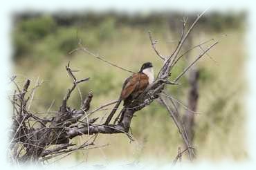 Senegal-Sporn-Kuckuck (braunes Gefieder, weiße Brust, schwarzer Kopf und Schwang) auf einem trockenen Ast
