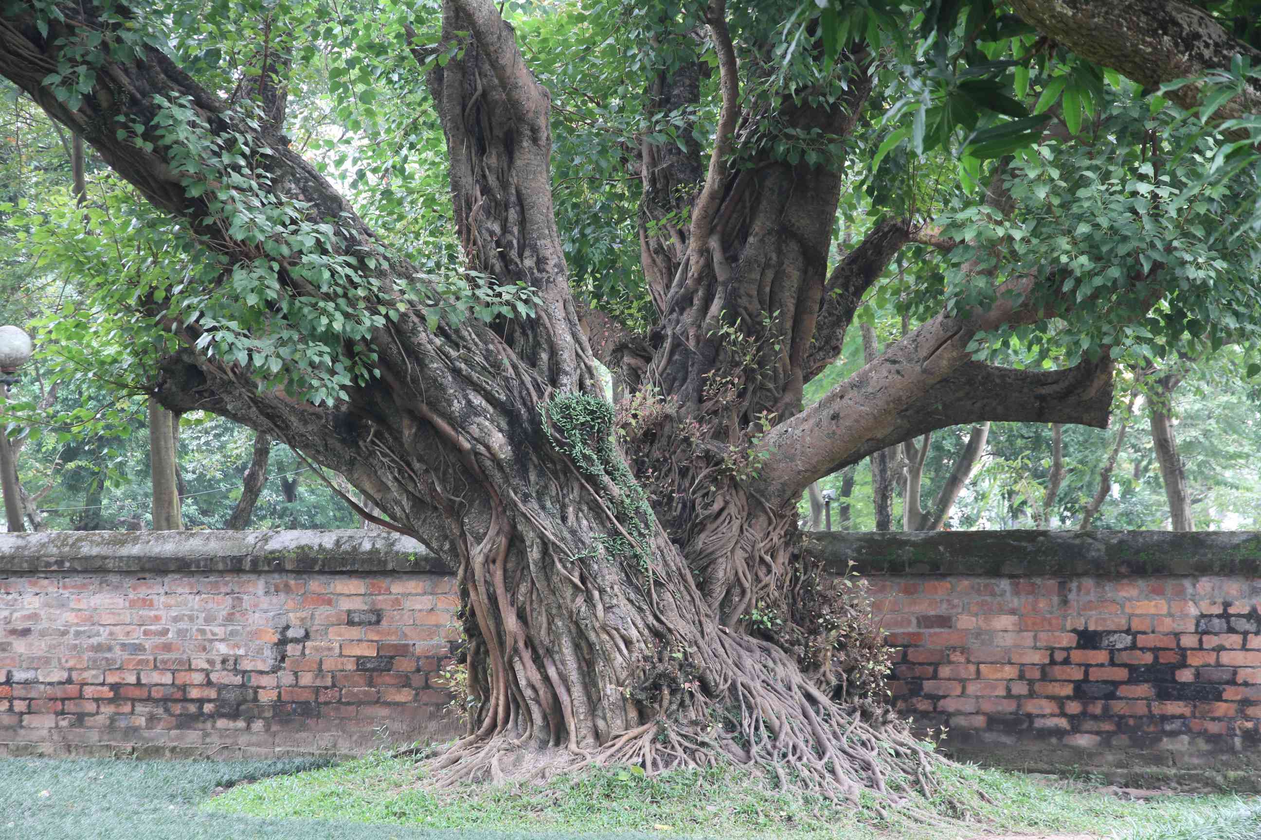 Ein Baum in einem der Höfe des Literaturtempels