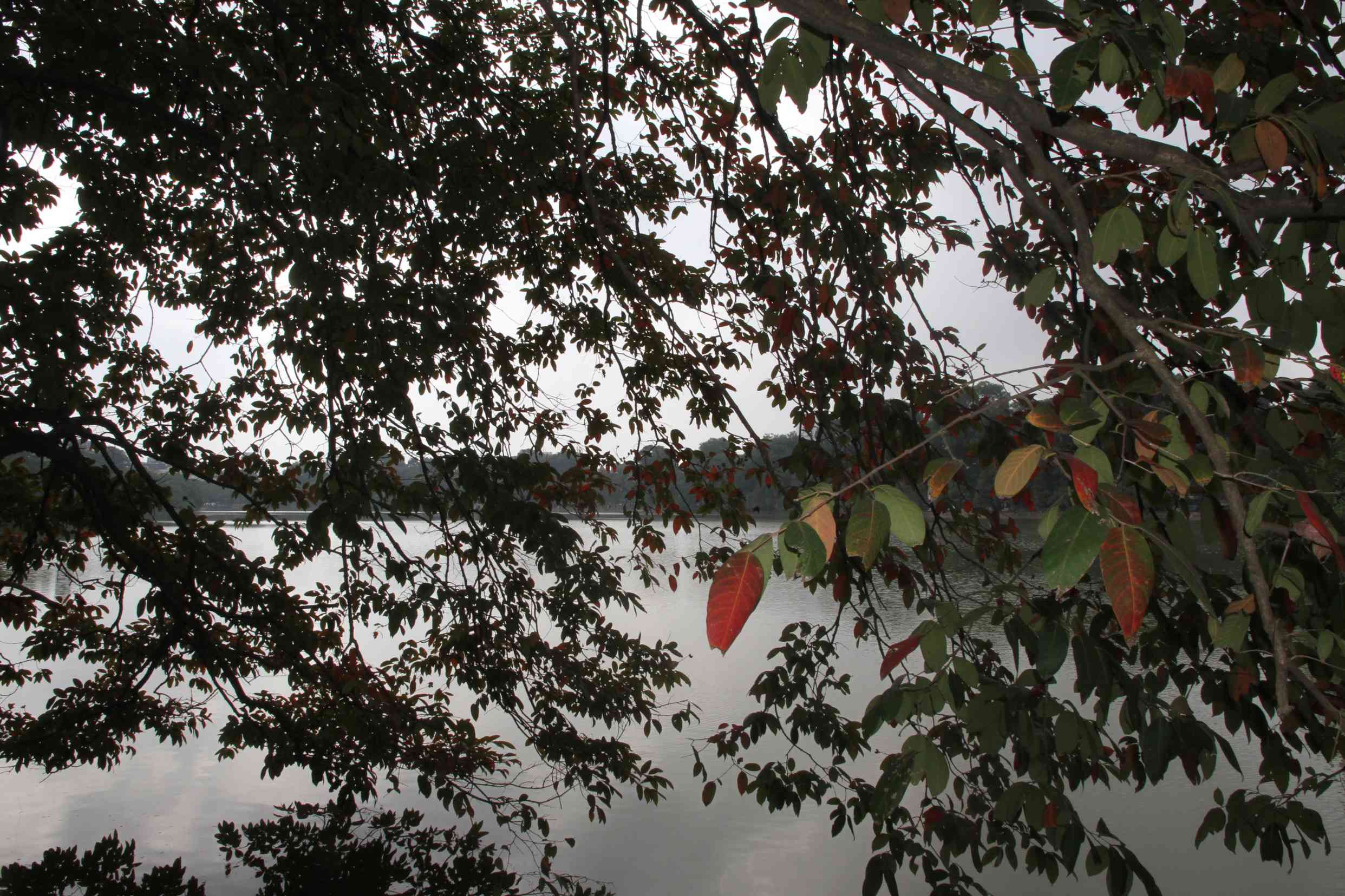 Blick auf den Hoan Kiem See durch einen Blätterwald
