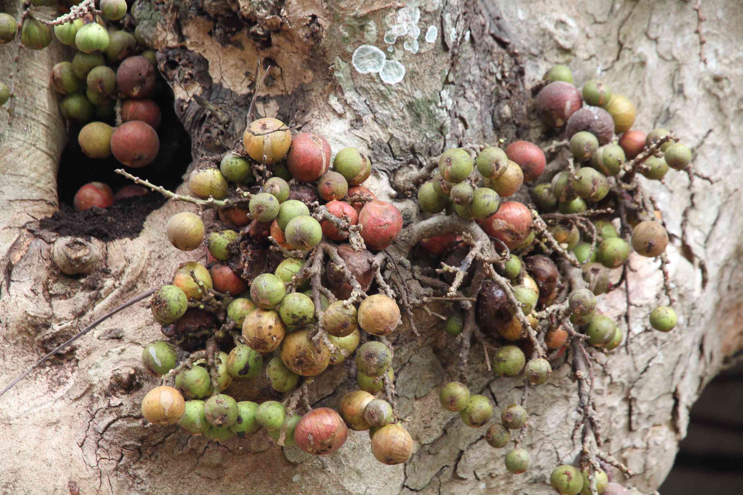 Baum mit Früchten