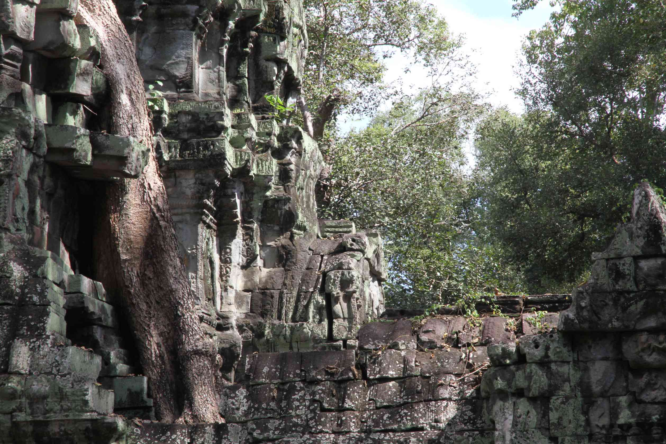 Ein Baum wächst aus einer Mauer des Ta Prohm