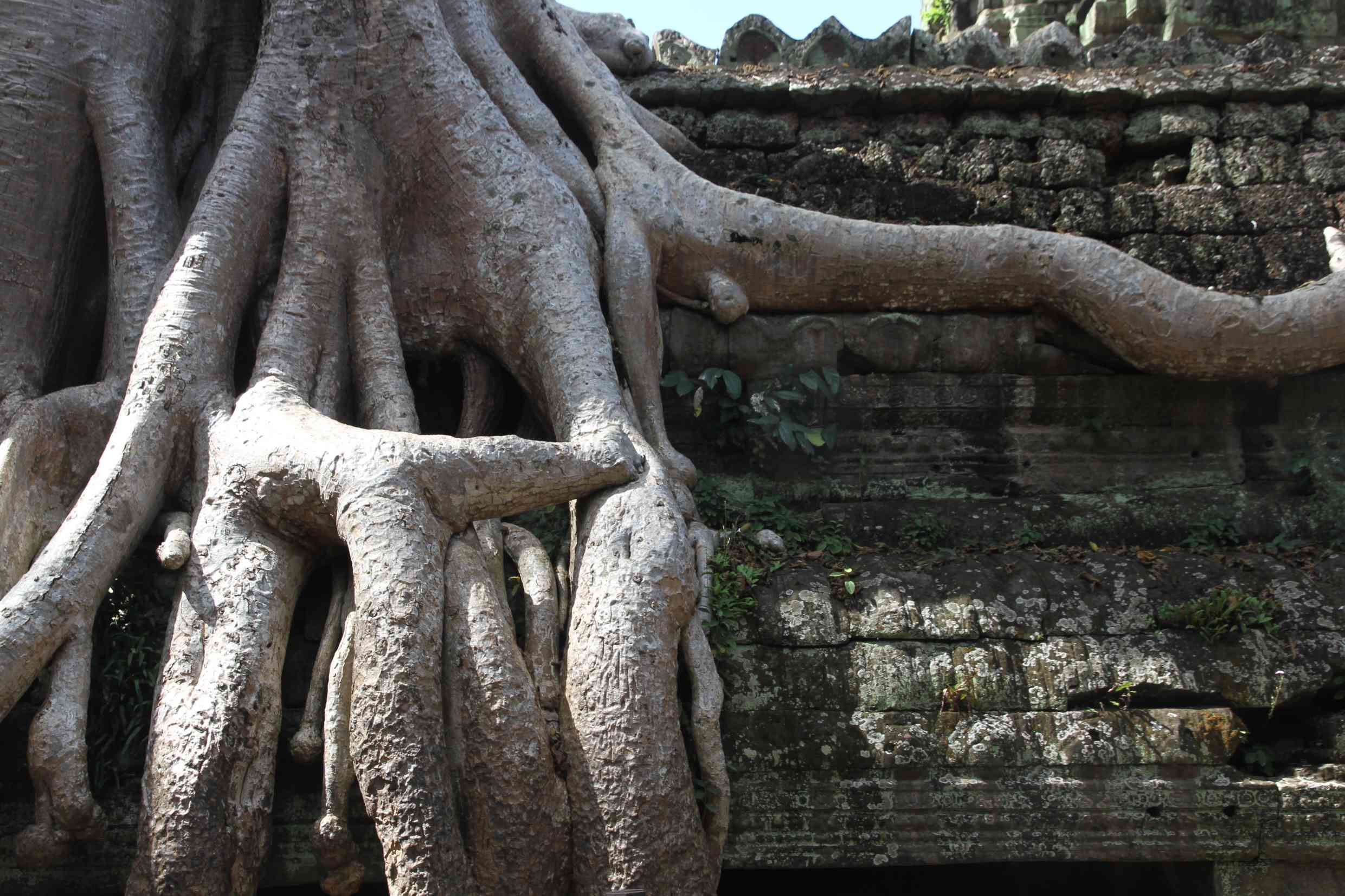 Detail von Luftwurzeln des Kapokbaumes an einer Mauer