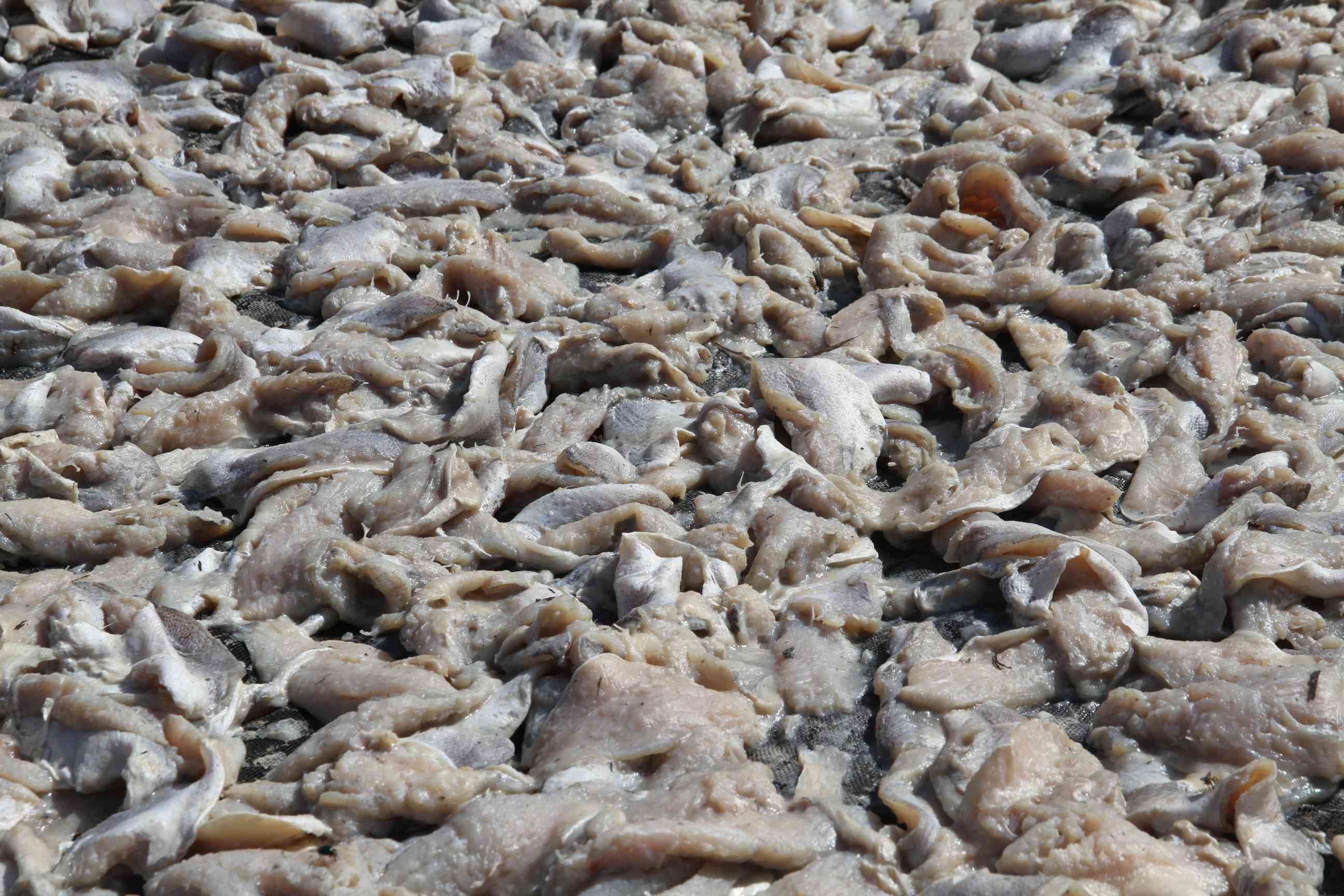 Weiße Fisch Filets sind zum Trocknen in der Sonne aufgelegt