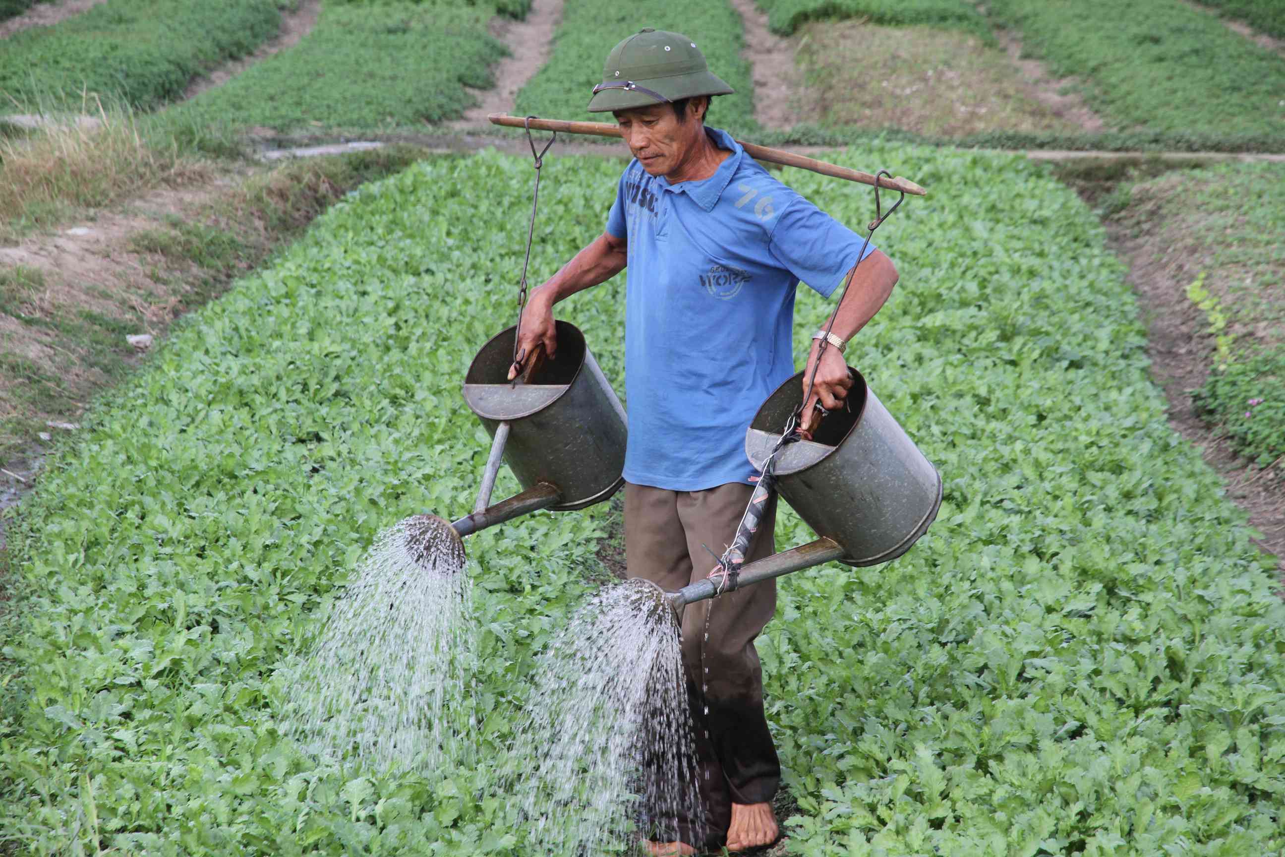 Ein Mann bewässert sein Gemüsefeld mit 2 Gieskannen, die auf einer Stannge auf seinen Schultern hängen