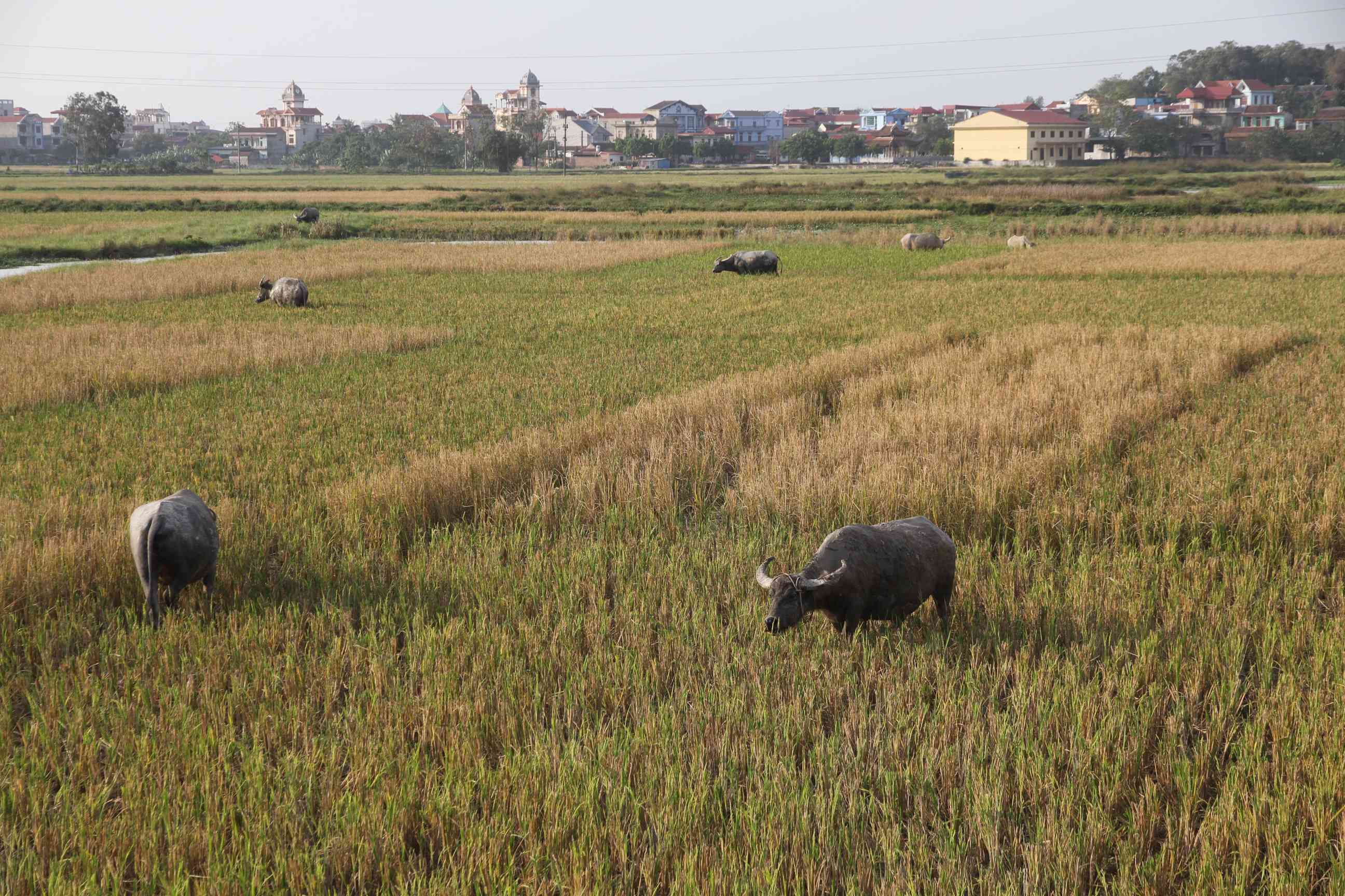 Wasserbüffel auf einem Reisfeld
